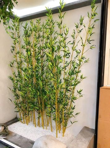  Trúc nhựa thân vàng 
