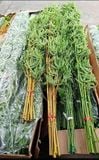  Trúc nhựa thân vàng 