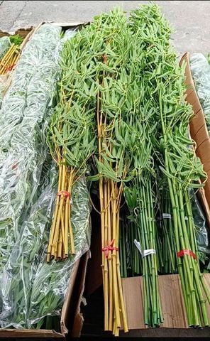  Trúc nhựa thân vàng 
