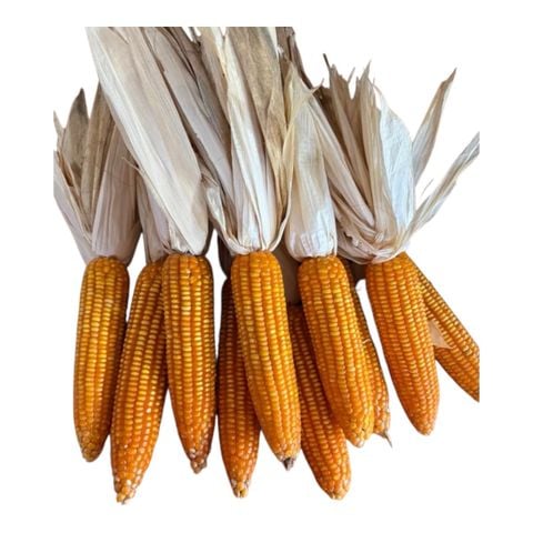  Bắp khô trang trí Tết 