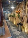  Cây khô decor bóc vỏ 