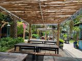  Cây khô decor bóc vỏ 