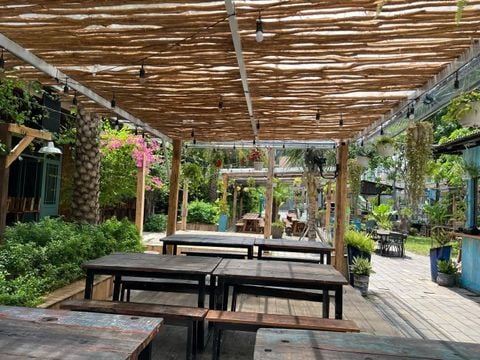  Cây khô decor bóc vỏ 