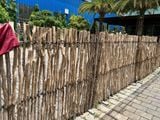  Cây khô decor bóc vỏ 