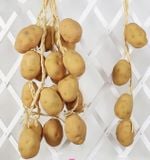  Hoa quả nhựa Decor 