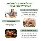TRÀ ATISO TÚI LỌC THƯỢNG HẠNG – 100 TÚI LỌC – GÓI CAM