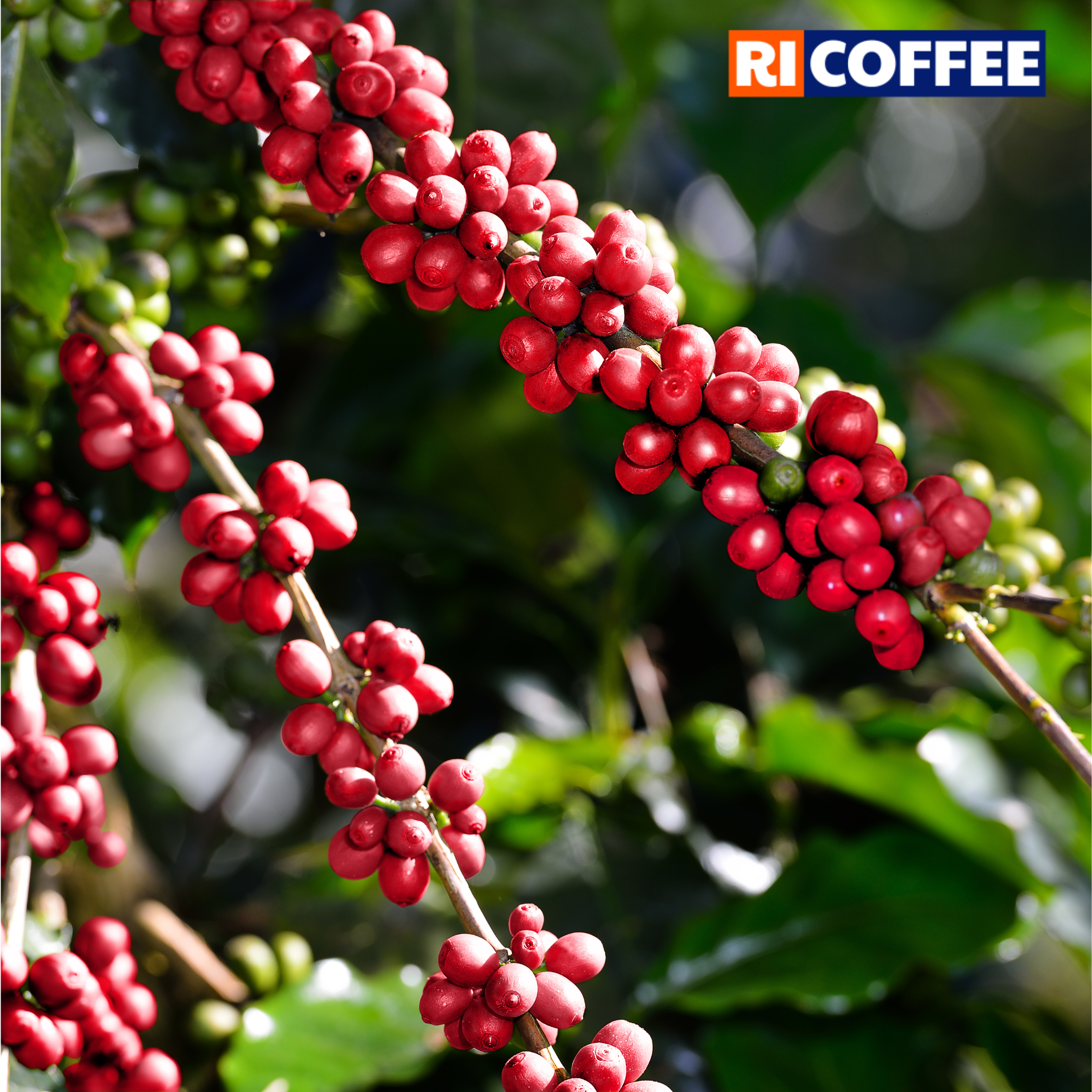 Cà phê nguyên chất Robusta Gia Lai - 500gr - By [Ri Coffee] – Song Uyên ...
