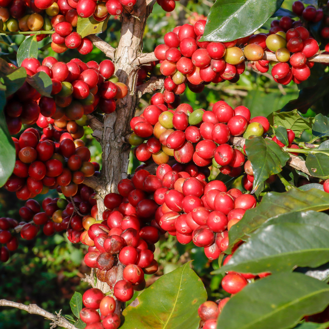 Hạt Robusta Gia Lai Blend 80% RO+20% RA - [RI COFFEE] – Song Uyên Tây ...