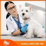  Găng Tay y tế Sgloves Nitrile Không Bột 3.5g 