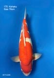  Kohaku 170 
