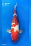  Kohaku 171 