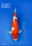  Kohaku 102 