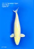  Yamabuki Ogon 112 