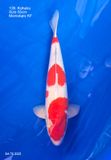  Kohaku 139 