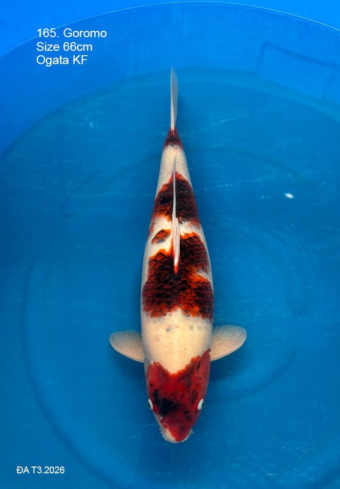  Goromo 165 
