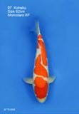  Kohaku 97 