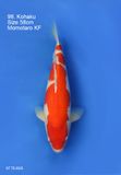  Kohaku 98 