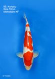  Kohaku 99 