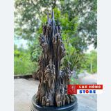  Trầm Hương Nguyên Khối Cực Thơm LHWOVN-9237 