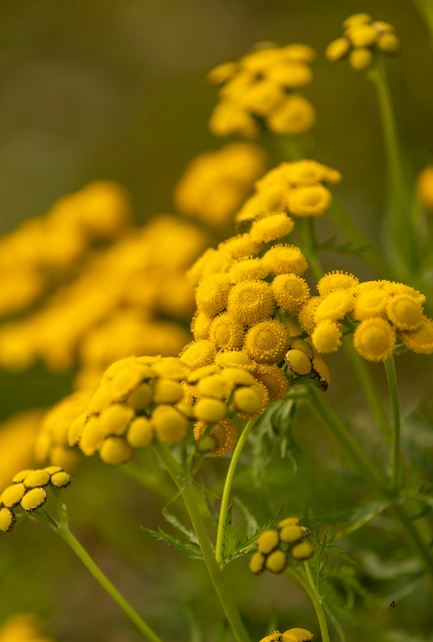Blue Tansy Oil, Morocco – Nezéum