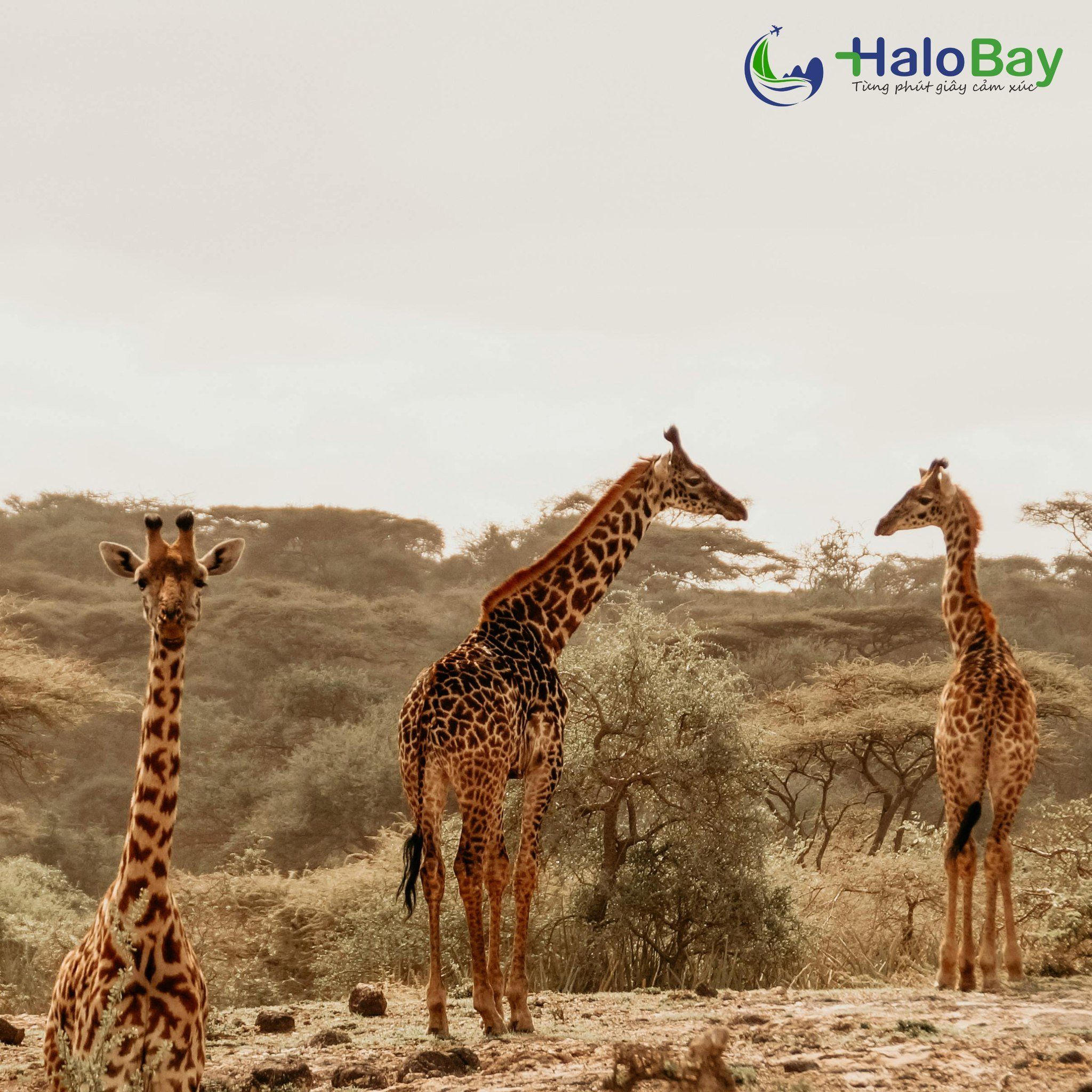  Tour Kenya – Ethiopia 8N7Đ: Hành Trình Chạm Vào Vẻ Đẹp Hoang Dã Châu Phi 