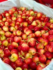 Cherry Vàng Mỹ Size 9.0