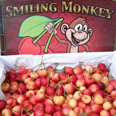 Cherry vàng mỹ Smiling size 9.5