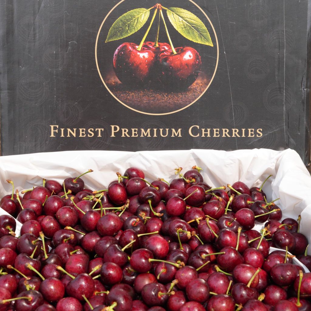 Cherry Mỹ size 10