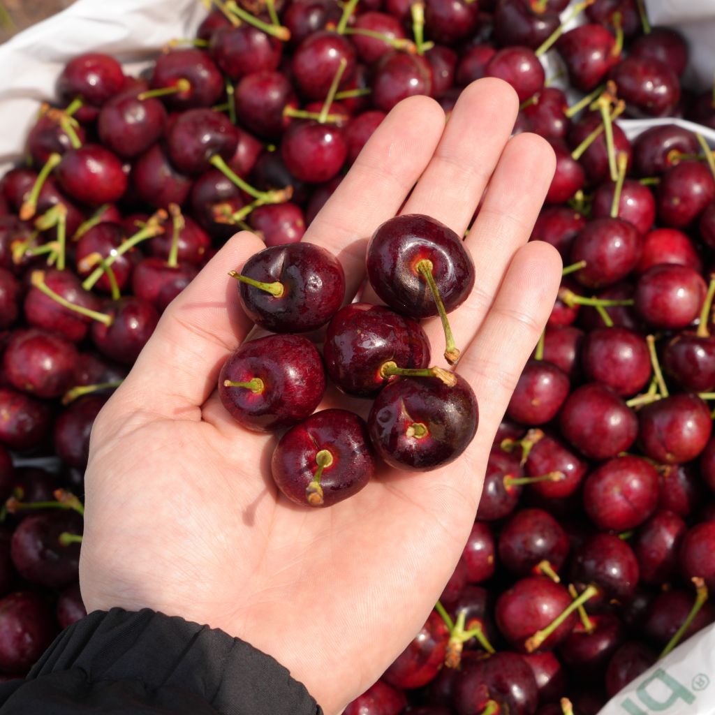 Cherry Mỹ size 10