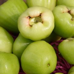 Mận đường xanh Sóc Trăng (kg)
