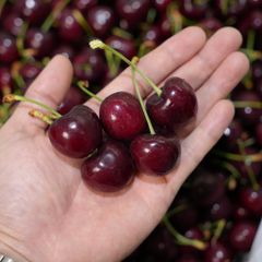 Cherry Mỹ Chuông size 9.5