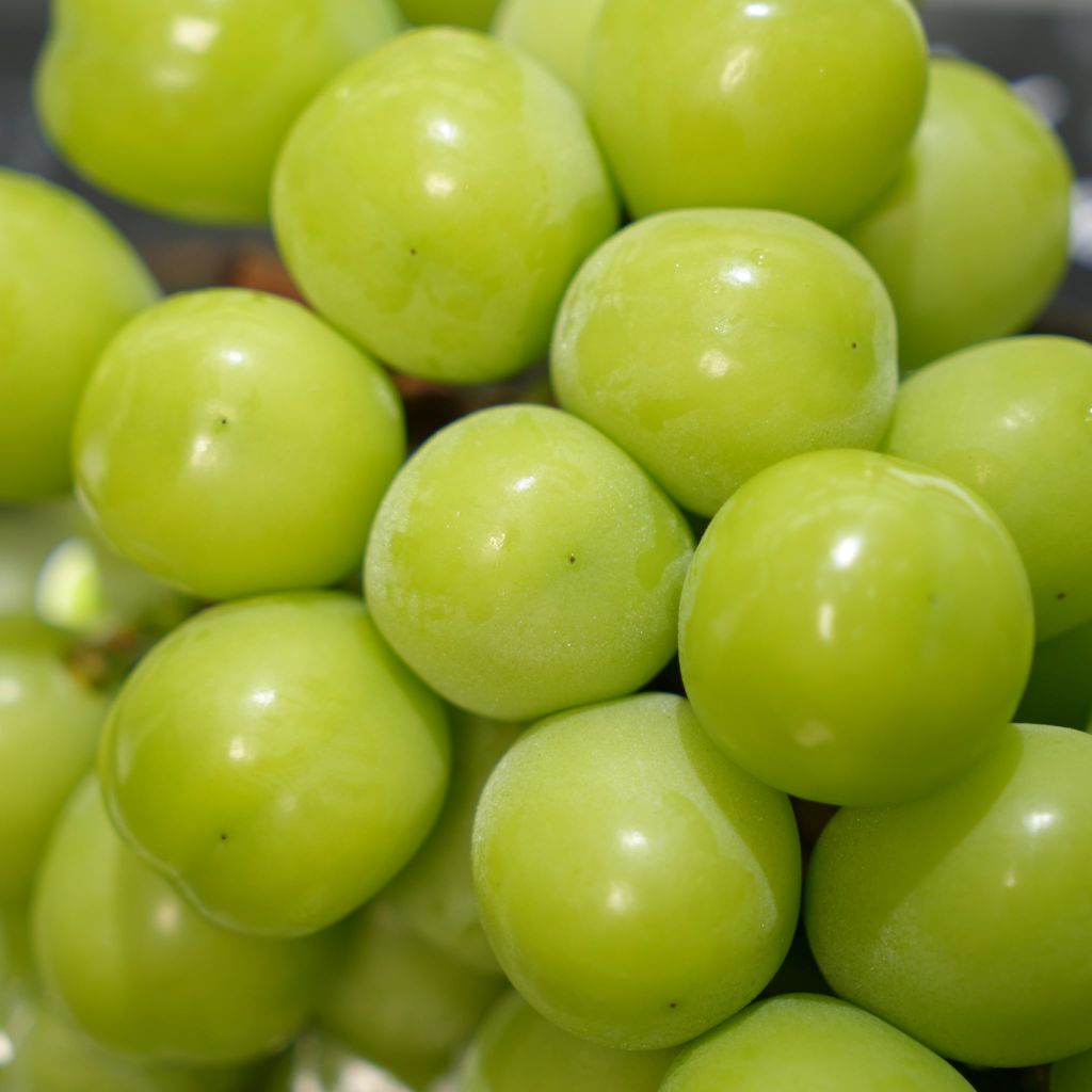 Mẫu đơn Hàn 2 chùm