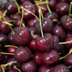 Cherry Mỹ ORCHARD size 9.0