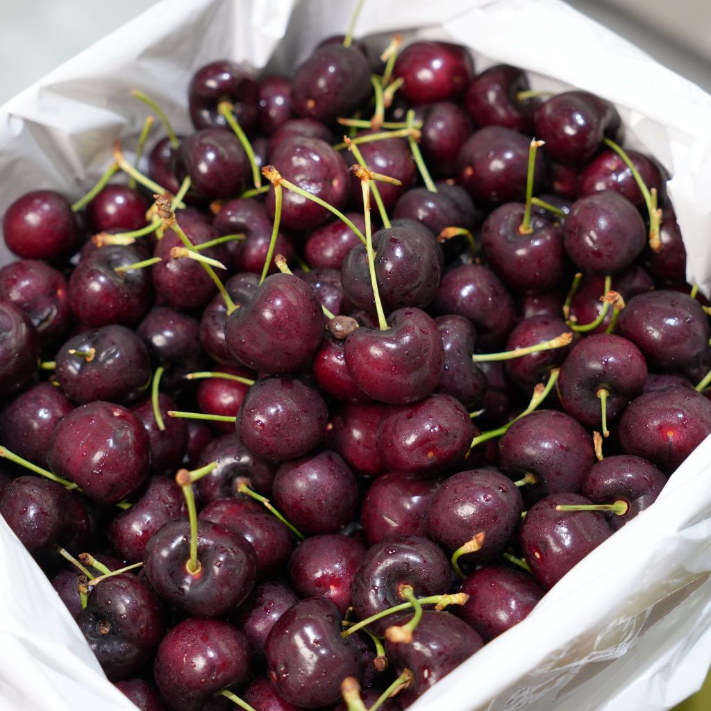 Cherry Mỹ ORCHARD size 9.0