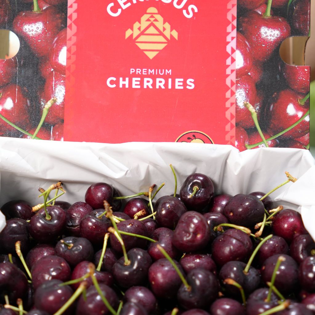 Cherry Mỹ ORCHARD size 9.0