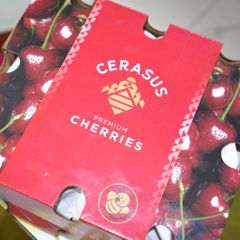 Cherry Mỹ ORCHARD size 9.0