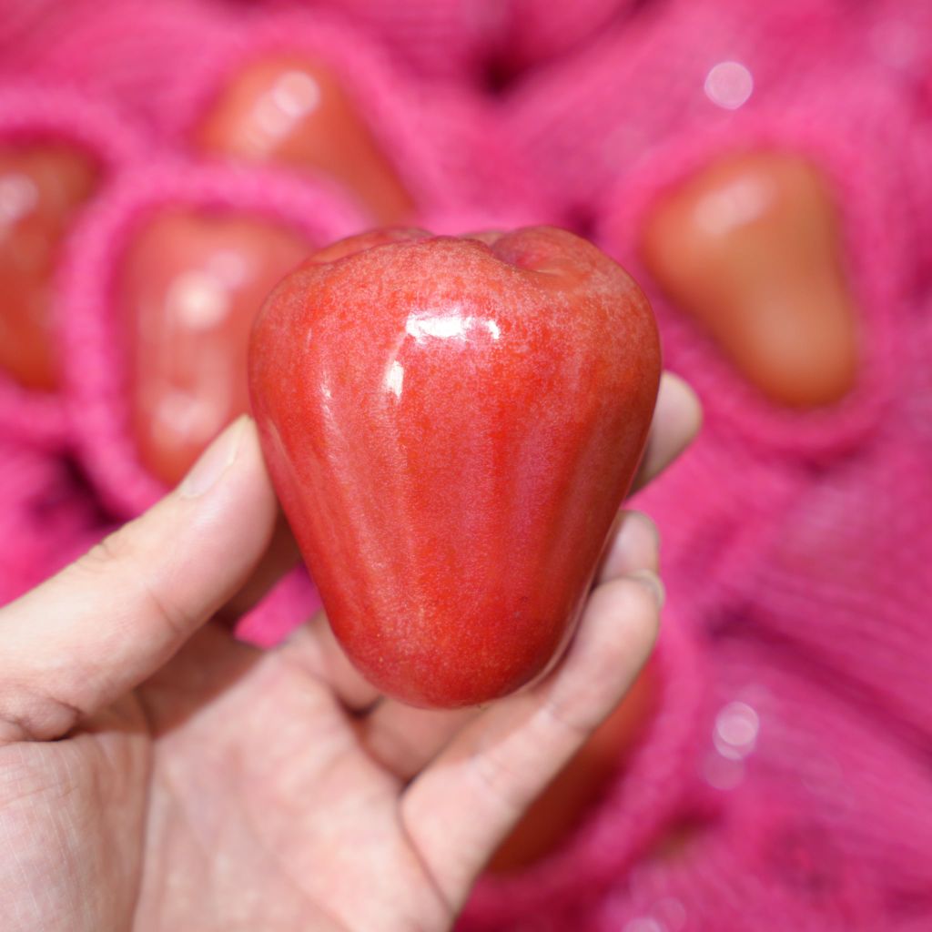 Mận An Phước