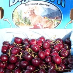 Cherry Mỹ size 8.5
