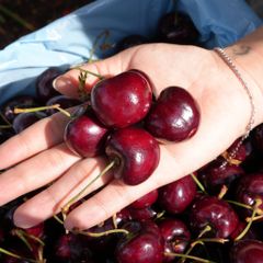Cherry Mỹ size 8.5