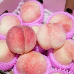 Đào Bắc Kinh