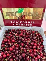 Cherry Mỹ Size 9.5