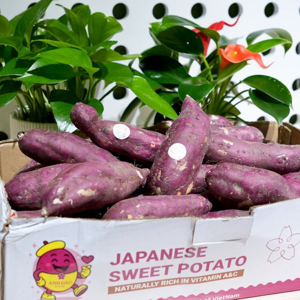 Khoai lang giống Nhật size M