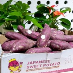 Khoai lang giống Nhật size M