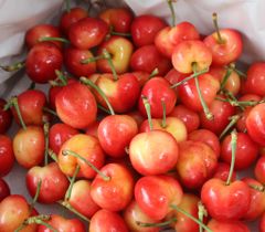 Cherry Vàng Mỹ Size 9.0