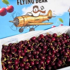 Cherry Mỹ Flying Bear size 9.5