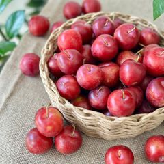 Mận Cherry Úc