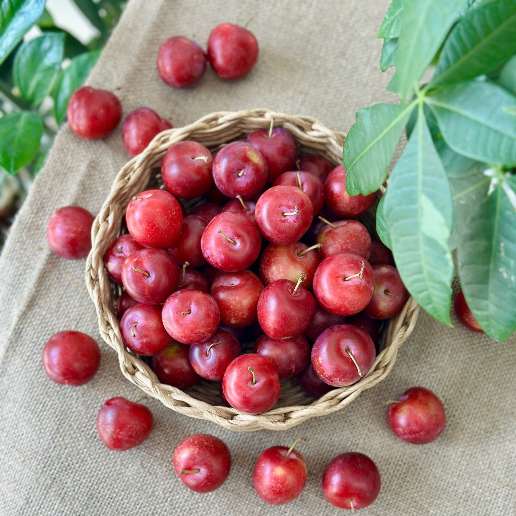 Mận Cherry Úc