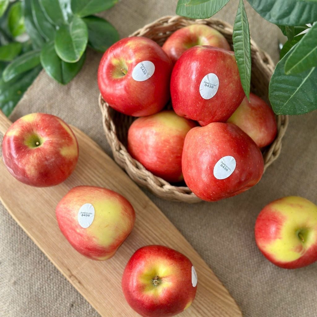 Táo Ambro s100