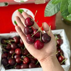 Cherry New size 30 hộp quà