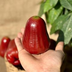 Mận An Phước Tiền Giang